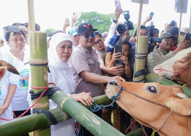 Jatim Catat Rekor Nasional: 1.099.397 Sapi Diinseminasi, Produksi Ternak Tertinggi di Indonesia