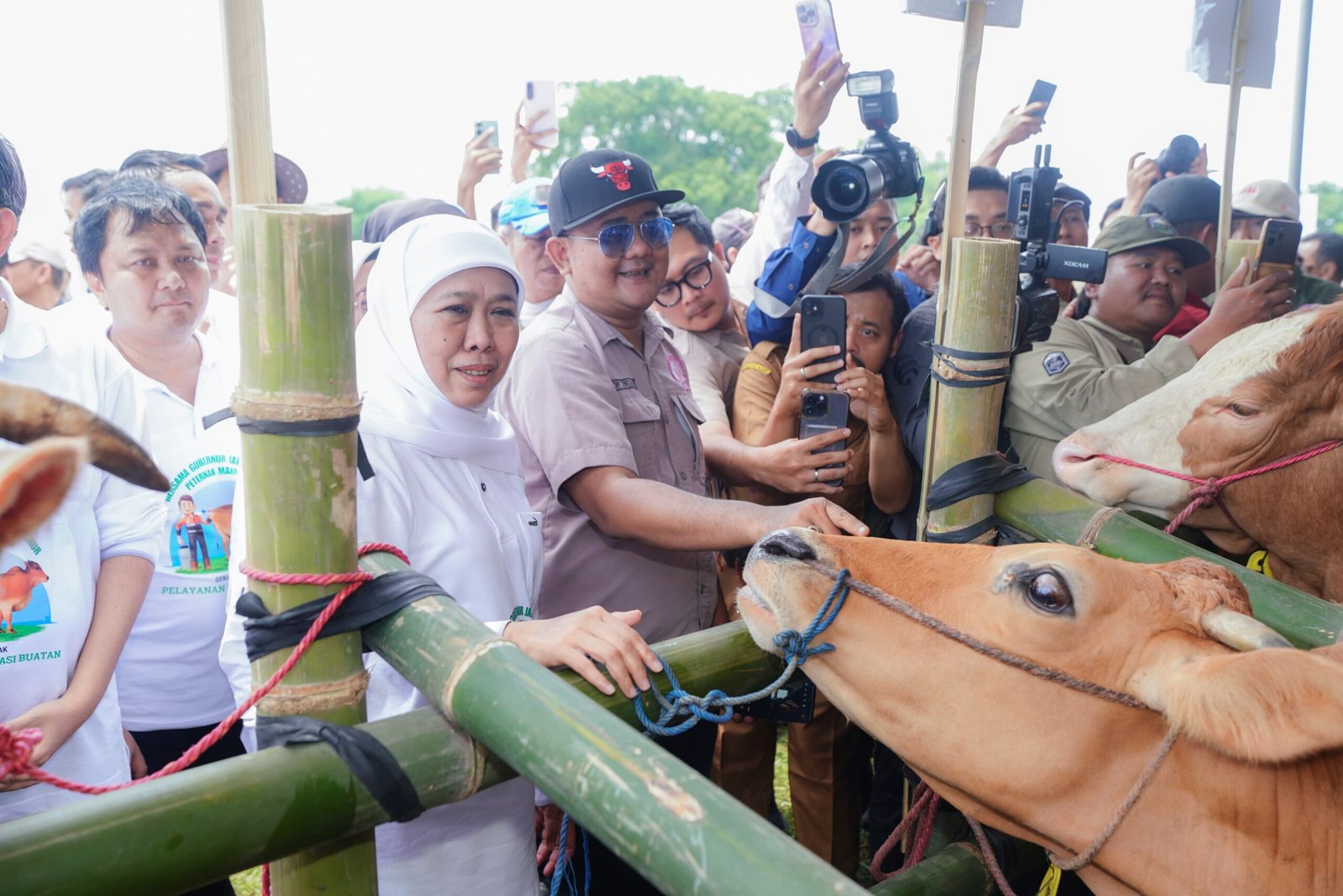 Jatim Catat Rekor Nasional: 1.099.397 Sapi Diinseminasi, Produksi Ternak Tertinggi di Indonesia
