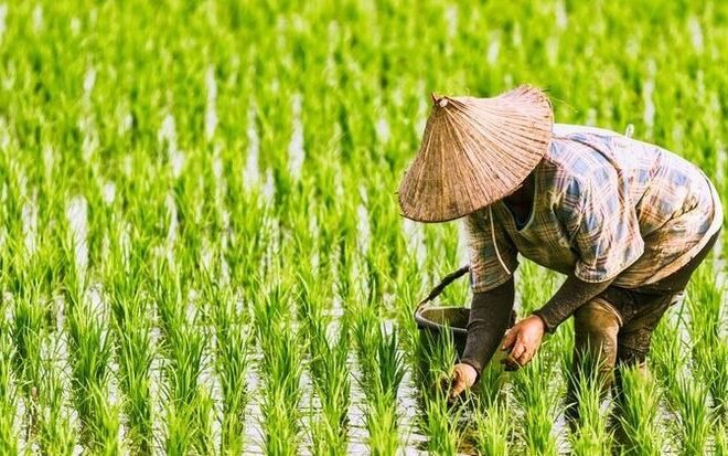 BGN Imbau Kepala Daerah Gerakkan Masyarakat Bertani dan Beternak untuk Antisipasi Inflasi Pangan MBG