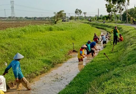 BPS: Produksi Beras Papua Barat 2025 Diprediksi Turun 4,51 Ribu Ton Akibat Alih Fungsi Lahan