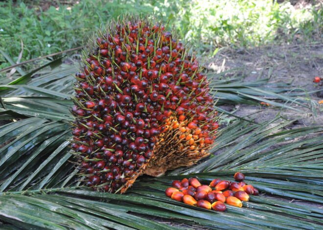 TBS Kelapa Sawit Mitra Swadaya di Riau Naik Tipis, Harga CPO Turun