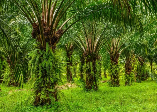 Jawa Barat Himbau Kajian Mendalam Sebelum Setujui Perkebunan Sawit