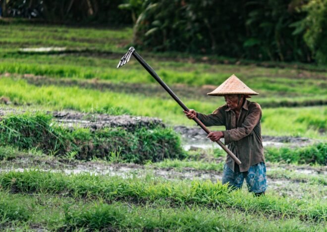 Pertanian Sukoharjo: Lumbung Pangan dan Model Pertanian Masa Depan Indonesia