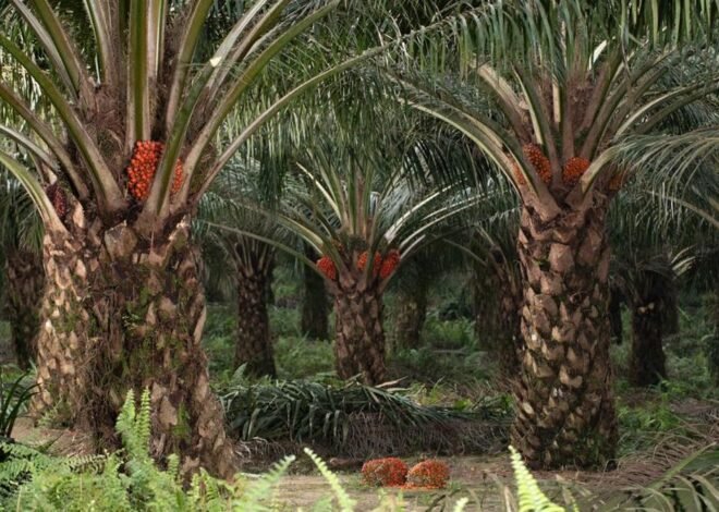 Petani Sawit Protes Larangan Tanam Sawit di Jawa Barat