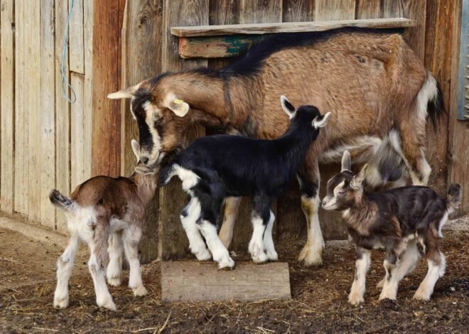 6 Tips Beternak Sederhana untuk Pemula, dari Rumah hingga Skala Desa