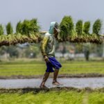 Swasembada Pangan Tercapai, DPR Tekankan Pentingnya Distribusi dan Perlindungan Petani