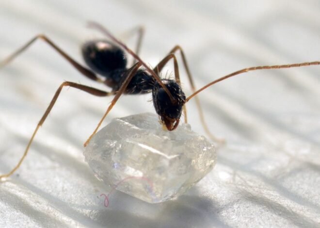 Tips Ampuh Usir Semut Secara Alami dan Aman untuk Keluarga