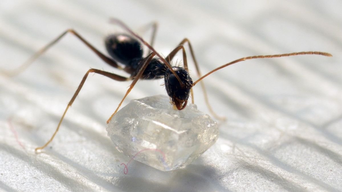 Tips Ampuh Usir Semut Secara Alami dan Aman untuk Keluarga