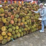Barantin: Ekspor Durian Beku Tembus 151 Kontainer, Petani Untung Besar