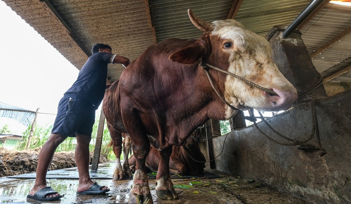 1.098 Sapi Kurban Prabowo Disalurkan Lewat Program Banpres
