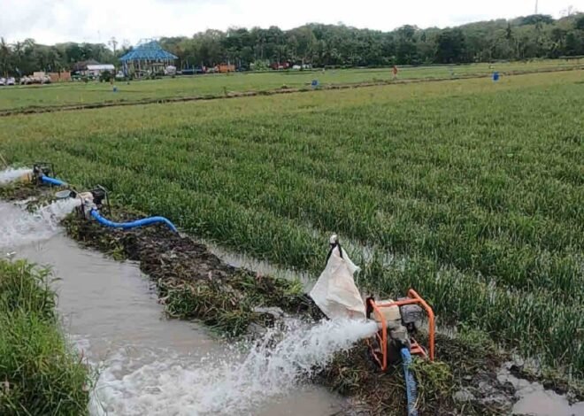 Kementan Waspadai Dampak El Nino, Produksi Pangan Nasional Harus Tetap Terjaga