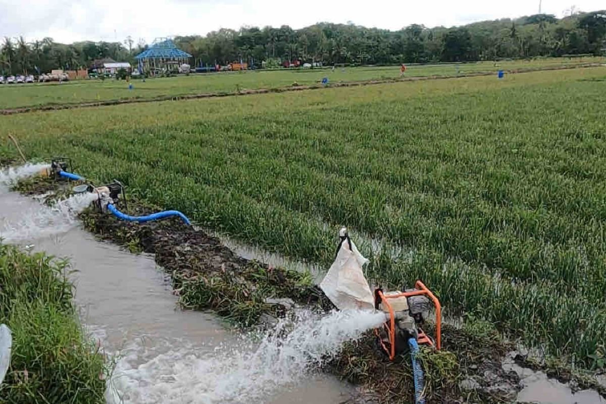 Kementan Waspadai Dampak El Nino, Produksi Pangan Nasional Harus Tetap Terjaga
