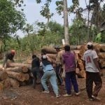 Pemanfaatan Hasil Hutan Dinilai Penting untuk Jaga Ekosistem dan Ekonomi Masyarakat