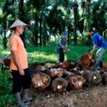 PTPN IV Tingkatkan Serapan Sawit Rakyat dan Perluas Pendampingan Kebun Petani