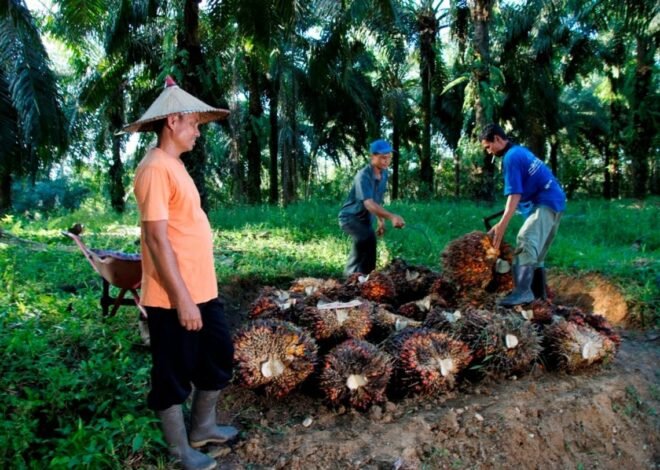 PTPN IV Tingkatkan Serapan Sawit Rakyat dan Perluas Pendampingan Kebun Petani