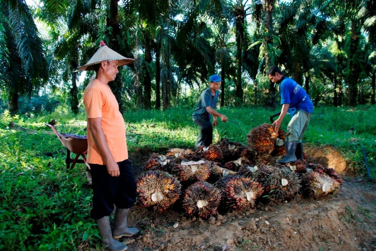 PTPN IV Tingkatkan Serapan Sawit Rakyat dan Perluas Pendampingan Kebun Petani