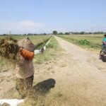 Bapanas: Gabah Rp7.000 per Kg Dorong Kesejahteraan Petani dan Produksi Beras Nasional