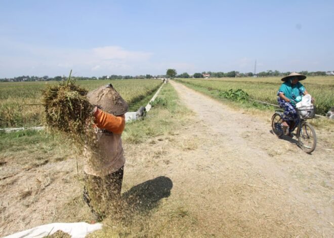 Bapanas: Gabah Rp7.000 per Kg Dorong Kesejahteraan Petani dan Produksi Beras Nasional