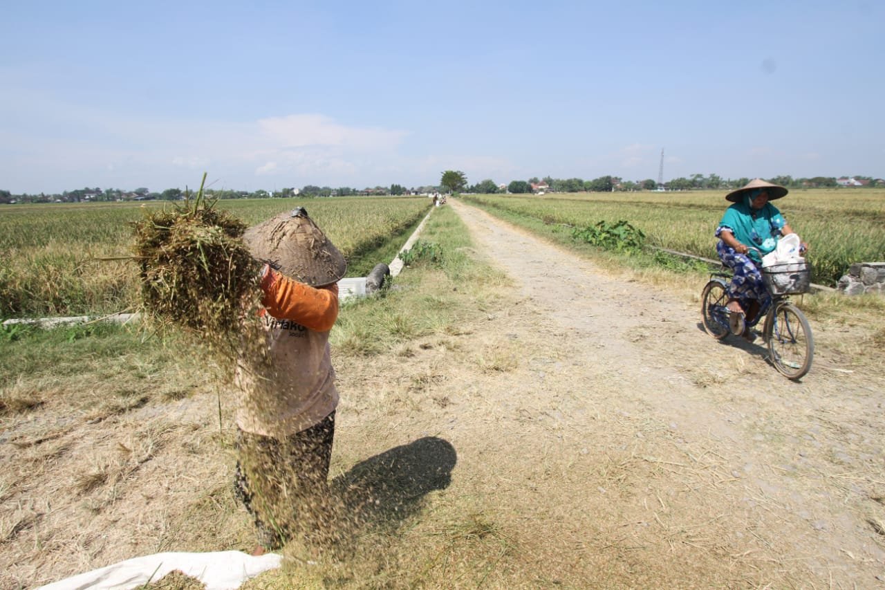 Bapanas: Gabah Rp7.000 per Kg Dorong Kesejahteraan Petani dan Produksi Beras Nasional