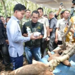 Wapres dorong stabilitas harga singkong usai serap aspirasi petani