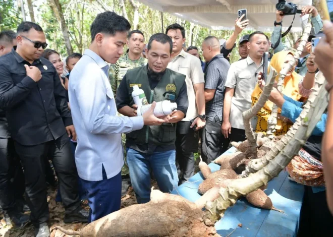 Wapres dorong stabilitas harga singkong usai serap aspirasi petani