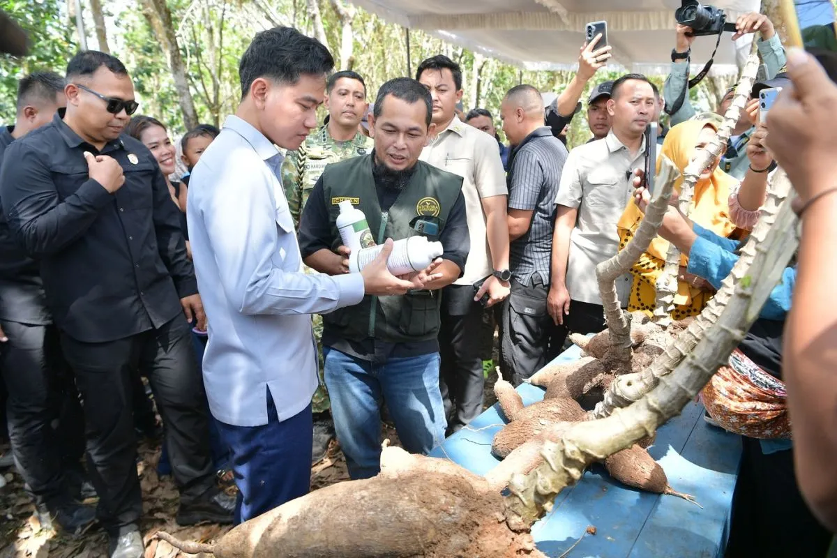 Wapres dorong stabilitas harga singkong usai serap aspirasi petani