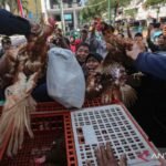 Aksi Damai di DPRD Yogyakarta, Peternak Bagikan Ribuan Ayam untuk Suarakan Krisis Pakan