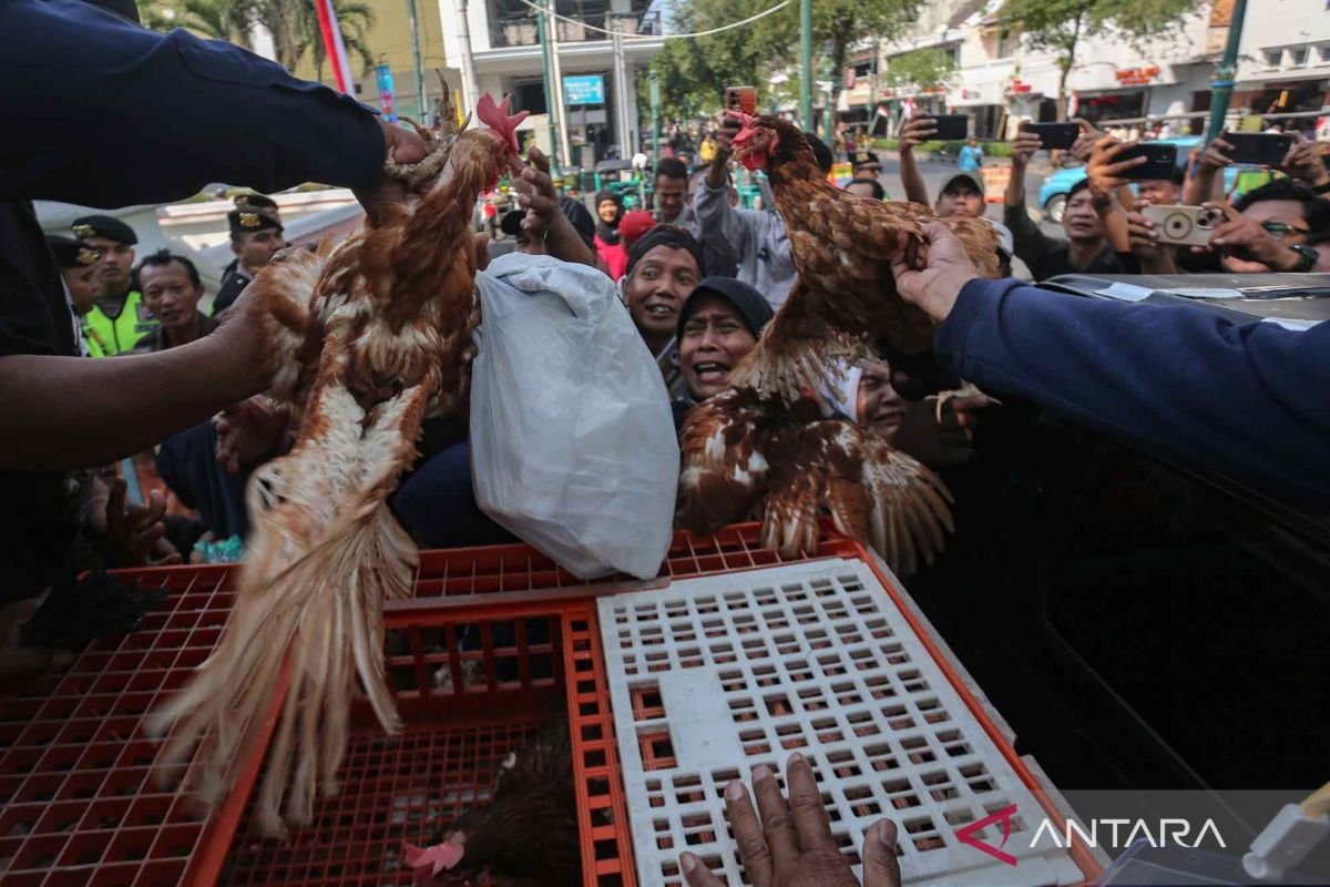 Aksi Damai di DPRD Yogyakarta, Peternak Bagikan Ribuan Ayam untuk Suarakan Krisis Pakan
