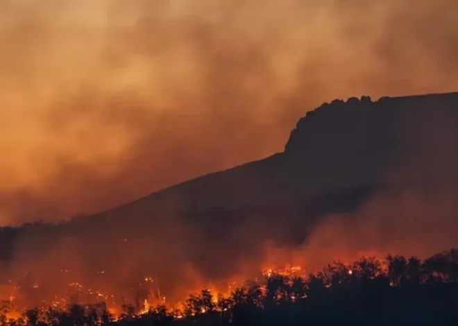 Cagar Alam Merapi Ungup-Ungup Terbakar, Petugas Mobilisasi Tim Pemadam