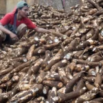 Impor Singkong Ditutup, Mentan Amran Sebut Petani Kini Bisa Menikmati Harga Lebih Tinggi