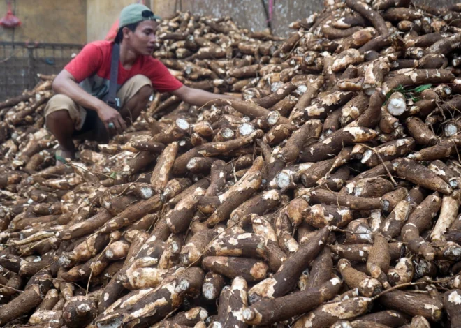 Impor Singkong Ditutup, Mentan Amran Sebut Petani Kini Bisa Menikmati Harga Lebih Tinggi