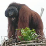 Delapan Orangutan Mulai Dipindahkan ke Habitat Aman Usai Karhutla di Kalbar