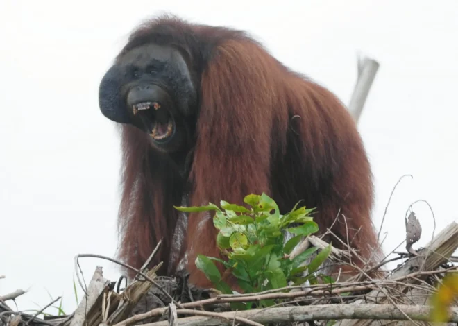 Delapan Orangutan Mulai Dipindahkan ke Habitat Aman Usai Karhutla di Kalbar