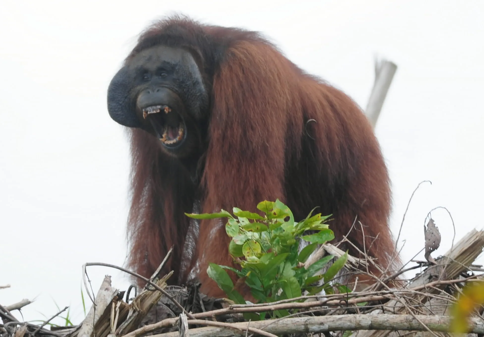 Delapan Orangutan Mulai Dipindahkan ke Habitat Aman Usai Karhutla di Kalbar