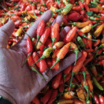 Harga Pangan Kamis 8 Oktober 2026: Cabai Rawit Merah Naik, Daging Sapi Turun