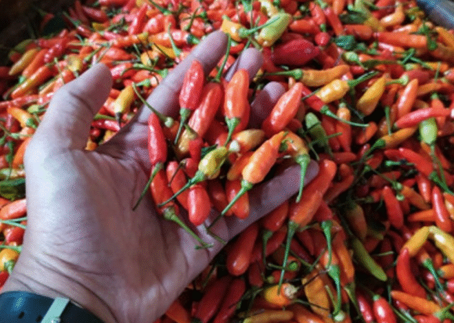 Harga Pangan Kamis 8 Oktober 2026: Cabai Rawit Merah Naik, Daging Sapi Turun